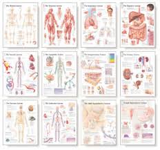 For example, this anatomical chart includes fronal and posterior views, lateral views, views of the. Body System Wall Chart Set Scientific Publishing