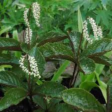 Image result for Coleus sessilifolius