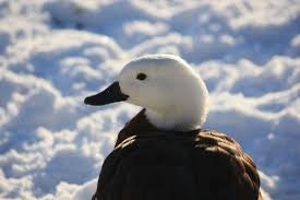 Birds With White Heads And Brown Bodies Duck Brown Body White Head Google Search Gorgeous Duck Breeds Brown Bodies Breeds