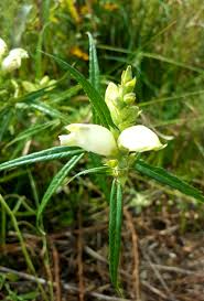 Image result for Blotiella glabra