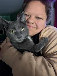 Introduction of pet gray cats