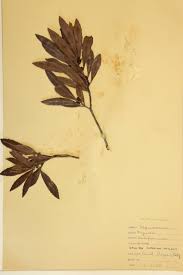 Image result for Myricaceae