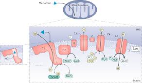 Prescription medication, video doctor visits, and personal coaching. Understanding The Glucoregulatory Mechanisms Of Metformin In Type 2 Diabetes Mellitus Nature Reviews Endocrinology