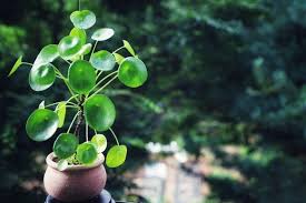 Money plant is popular and known for bringing positivity, prosperity1 and good luck to the area. Chinese Money Plant Care Hot Tips To Get The Most Out Of Your Exotic Plant Jay Scotts Collection