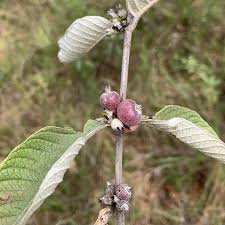 Image result for Sabicea