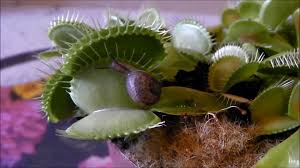 Check spelling or type a new query. When The Venus Flytrap Snaps Shut The New York Times