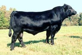 This list discusses the best breeds of cattle. Balancer Cattle At Cattle Today Com Breeds Cattle Beef Cattle
