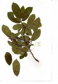 Image result for Antidesma membranaceum