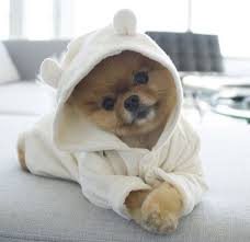 An Image On Imgfave Cuccioli Di Animale Cuccioli Di Cani Cani E Cuccioli