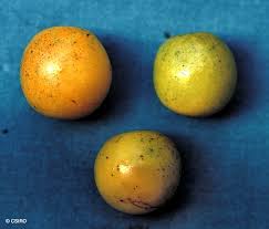 Image result for Ximenia americana