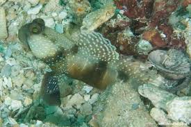 Image result for Cincinnobotrys