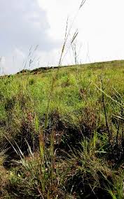 Image result for Diheteropogon filifolius
