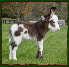 Shorecrests Elton Spotted Miniature Donkey For Sale Pet Cows Miniature Donkey Baby Farm Animals