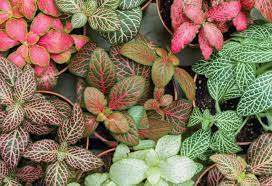We did not find results for: Faites Connaissance Avec Le Fittonia Mon Jardin D Idees