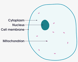 In addition, plant cells differ from animal cells in a number of key ways. Open Animal Cell Diagram Labeled Simple 2000x1535 Png Download Pngkit