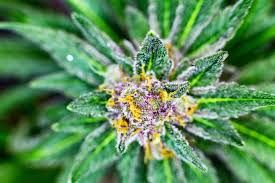 Check spelling or type a new query. Florida House Moves Forward With Plan To Cap Thc Levels For Smokable Medical Marijuana Blogs