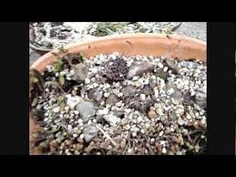 Sukkulentenschale Insektenhotel Giessflasche Fur Anzucht Selbstversorger Garten Sukkulenten Permakultur