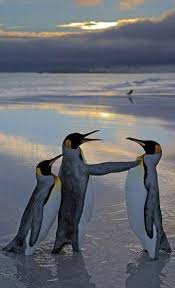 Birds That Look Like Penguins But Aren T Pin By Connie Gustafson On Beautiful Birds Penguins Animals Beautiful Animals