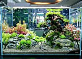 12 Cara Membuat Aquascape Sederhana Untuk Pemula Lengkap Beserta Gambarnya Hobinatang