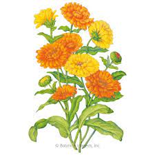 Pacific Beauty Blend Calendula Pot Marigold Seeds Calendula October Birth Flowers Plants