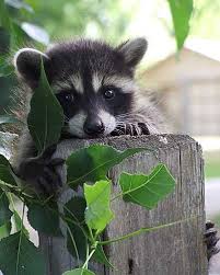 Hello There A Little Raccoon Cute Animals Animals Cute Raccoon