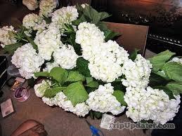 Maybe you would like to learn more about one of these? 17 Best Sams Club Flowers Ideas Sams Club Flowers Flowers Sams Club