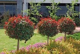 Proposed landscape design for bunnings great north rd development. Syzygium Big Red