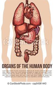 The master organ, the brain, serves as cpu or control center, while beating of heart is considered as the sign of life in an individual. Human Organs Body System Vector Sketch Poster Human Body Organs Medical Sketch Poster Vector Design Of Digestive And Vital Canstock