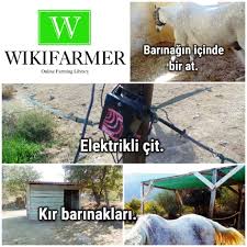 At Ahiri Nasil Yapilir Wikifarmer At Ahirlari At Bakimi Atlar