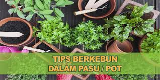 Manfaatkan halaman rumah sebagai taman toga, usaha mandiri warga pondok sayur. 6 Tips Tanam Sayur Dalam Pasu Kebunbandar Com
