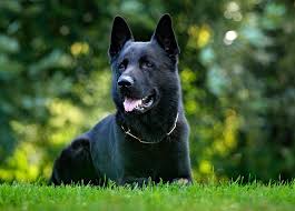 German shepherd coats also come in a huge variety of colors and lengths. German Shepherd Coat Colors Length Care Playbarkrun