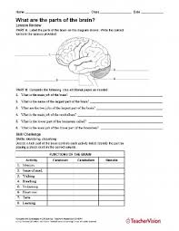 What Are The Parts Of The Brain Teachervision