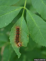 Black And Red Caterpillar Michigan Invasive Species Gypsy Moth