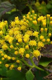 Image result for Delairea odorata