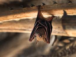 Image result for Bat Bite