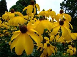 Image result for Rudbeckia laciniata