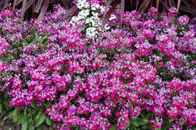 Check out our wide range of perennial plants from brands you know & trust. Primula Malacoides