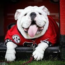 Que Dog Behavior Bulldog Puppies Bulldog