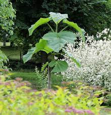 Tall weeds that look like flowers. What Are These Tall Weeds With Thick Stalks And Big Leaves