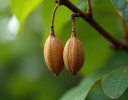 Image result for Millettia pinnata