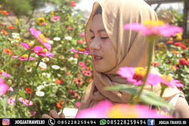 Kebun Bunga Matahari Jogja Kebun Bunga Bunga Kebun