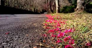 花開 記萬大發電廠賞櫻印象 南方印象 林道秘境記錄 痞客邦 country roads road country