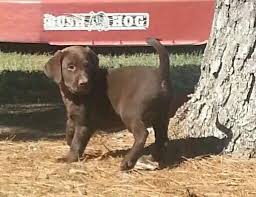 Maybe you would like to learn more about one of these? Akc Chocolate Lab Puppies For Sale In Colcord Oklahoma Classified Americanlisted Com