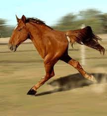 If you don't know juan you are not a meme lover so here it is juan horse meme compilations.watch my other videos compilation also. Sign In Funny Horse Pictures Funny Horse Animated Animals
