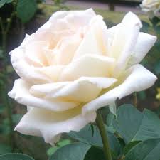 The canker fungus is most active when rose plants are inactive, entering through pruning cuts or stem wounds. White Bush Rose Seeds Urban Farmer