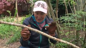 This species is sometimes called hercules' club, prickly ash, or prickly elder, common names it shares with. Aralia Devils Walking Stick Youtube