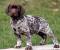 Full Grown German Shorthaired Pointer Lab Mix
