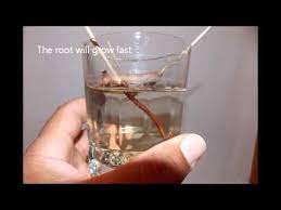 My Mangoes And Mango Seeds Growing In Container With Water Youtube Growing Mango From Seed Seeds Mango