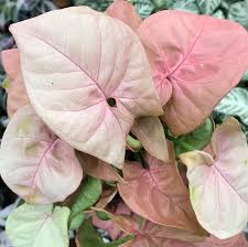 Syngonium Neon Has The Prettiest Pink Leaves And Right Now They Are Only 25 Ea Free Shipping For Very Full Pink Leaf Plant Wedding Plants Decor Pink Leaves