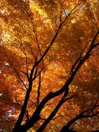 Red maples, or acer rubrum, can reach as high as 120 feet tall in the wild but usually grow 40 to 60 feet tall and 25 to 35 feet wide in landscaping. Autumn Blaze Maple Hybrid Tree Lovetoknow